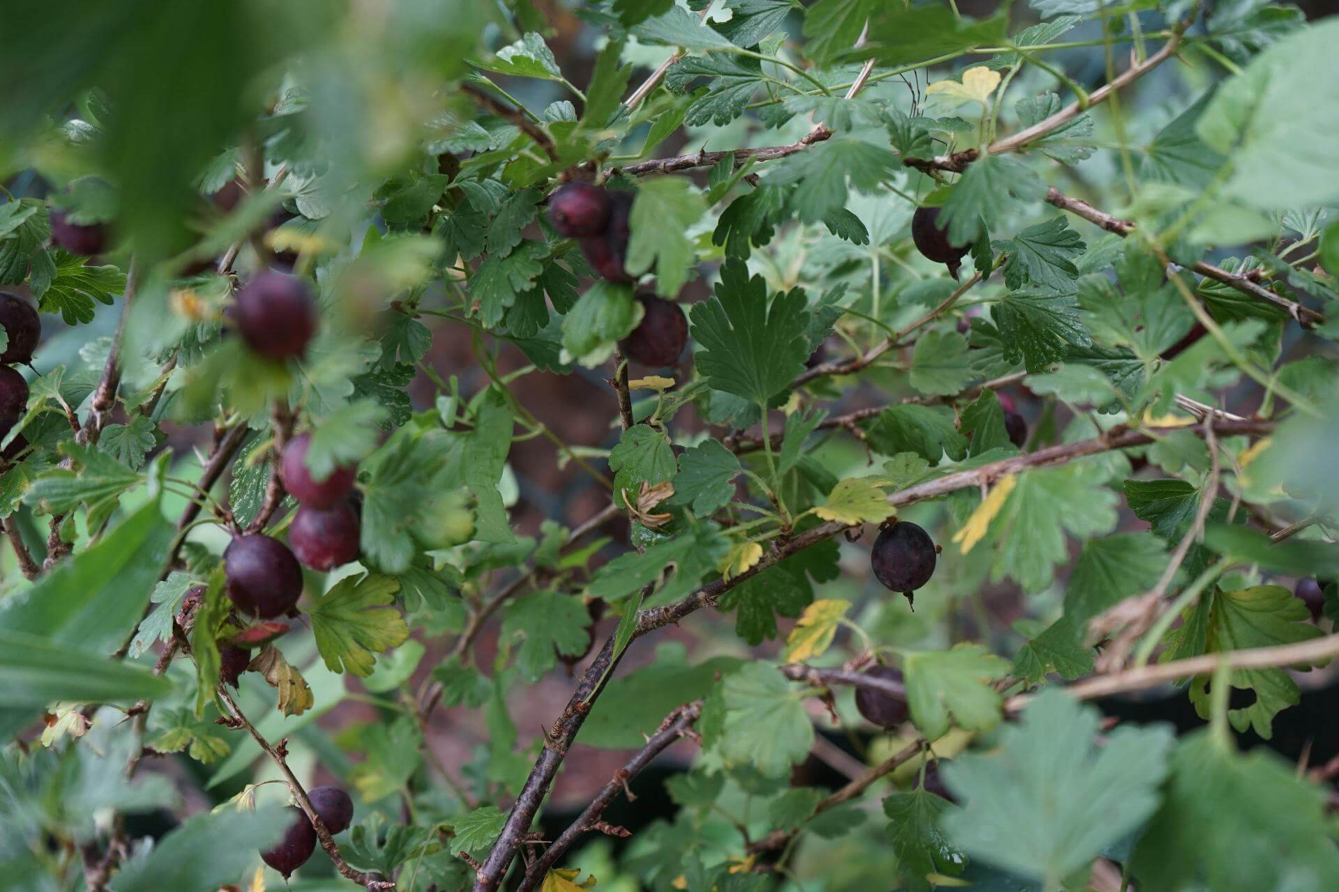 Stachelbeere \'Hinnonmäki rot\': dein Garten pflegeleicht & ökologisch