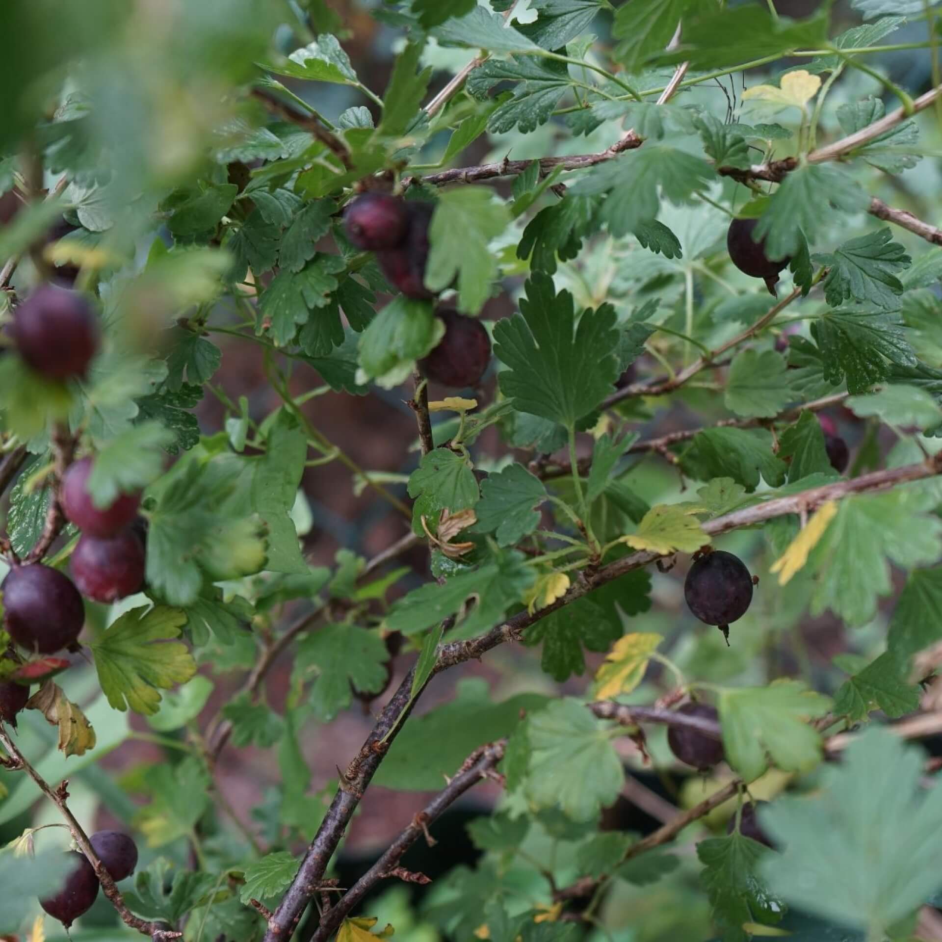 Stachelbeere 'Hinnonmäki rot' (Ribes uva-crispa 'Hinnonmäki rot')