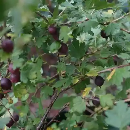 Foto von Stachelbeere 'Hinnonmäki rot' (Ribes uva-crispa 'Hinnonmäki rot')