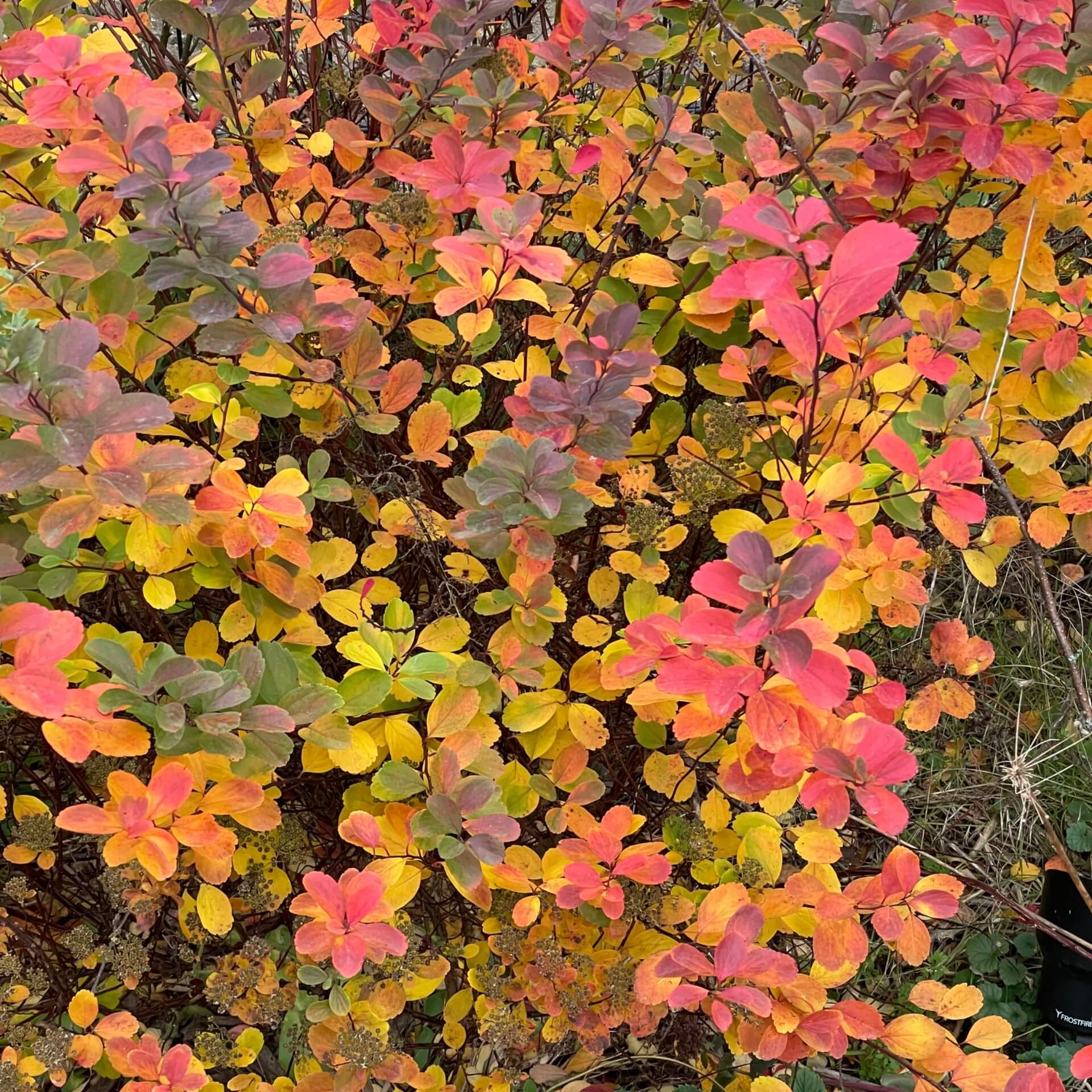 Birkenblättrige Spiere (Spiraea betulifolia)