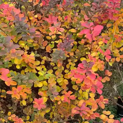 Foto von Birkenblättrige Spiere (Spiraea betulifolia)