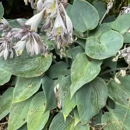 Foto von Graublaue Funkie 'Halcyon' (Hosta x tardiana 'Halcyon')
