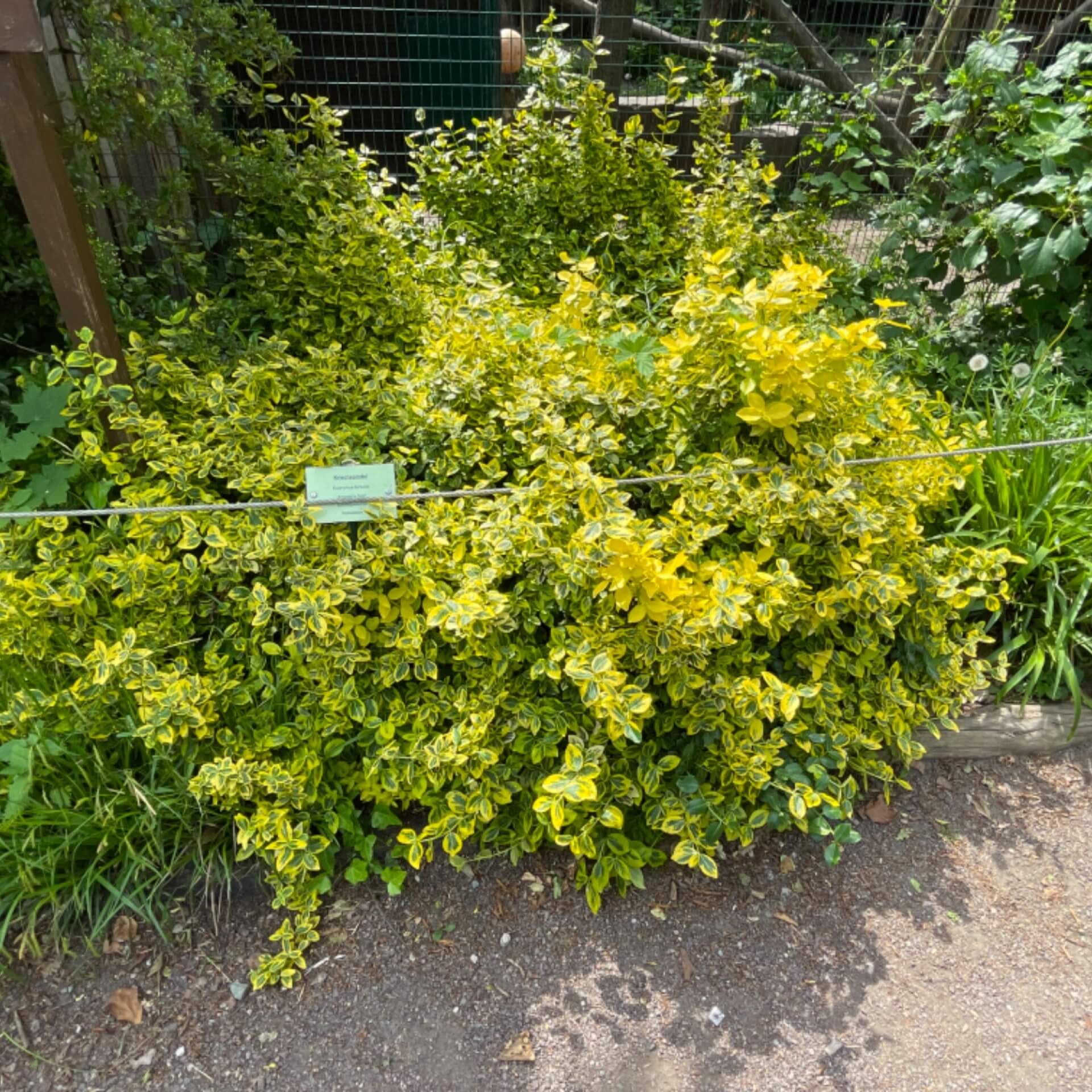 Spindelstrauch 'Emerald'n Gold' (Euonymus fortunei 'Emerald'n Gold')