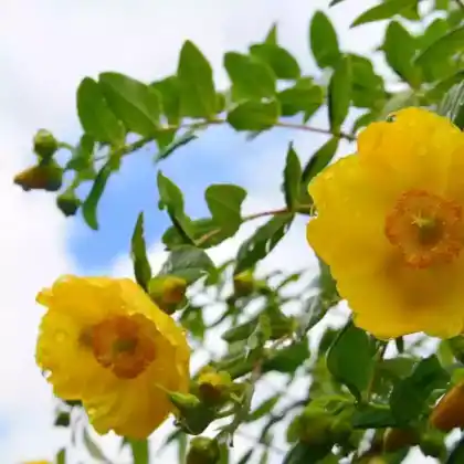 Foto von Kanadisches Johanniskraut 'Gemo' (Hypericum kalmianum 'Gemo')