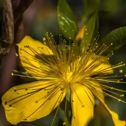 Foto von Kanadisches Johanniskraut (Hypericum kalmianum)