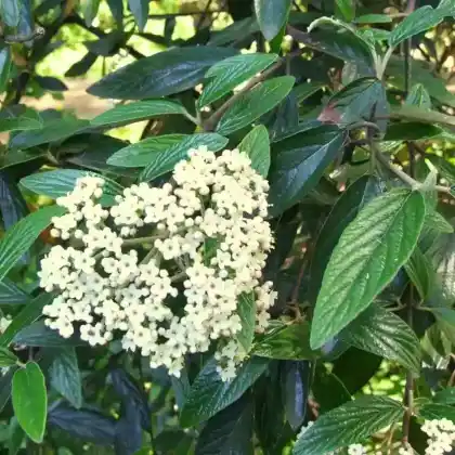 Foto von Prager Schneeball (Viburnum x pragense)