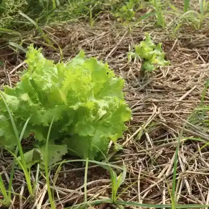 Foto von Blattsalat (Lactuca sativa var. crispa)