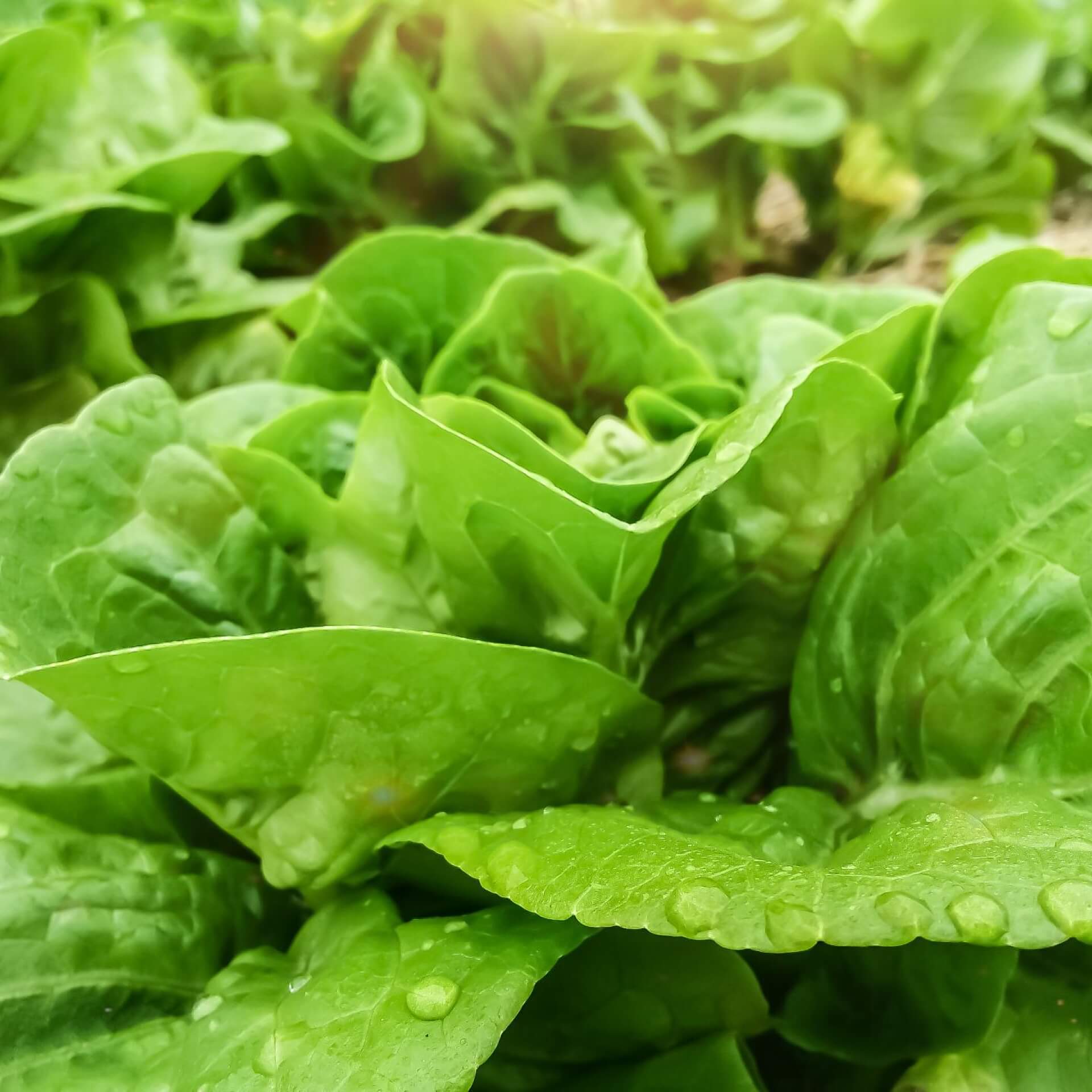 Kopfsalat (Lactuca sativa var. capitata)