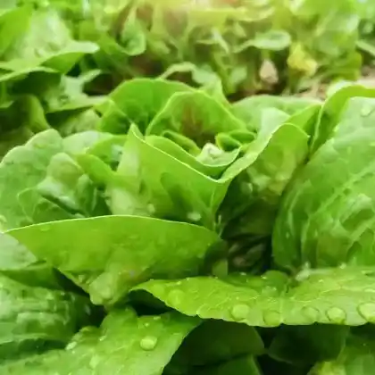 Foto von Kopfsalat (Lactuca sativa var. capitata)