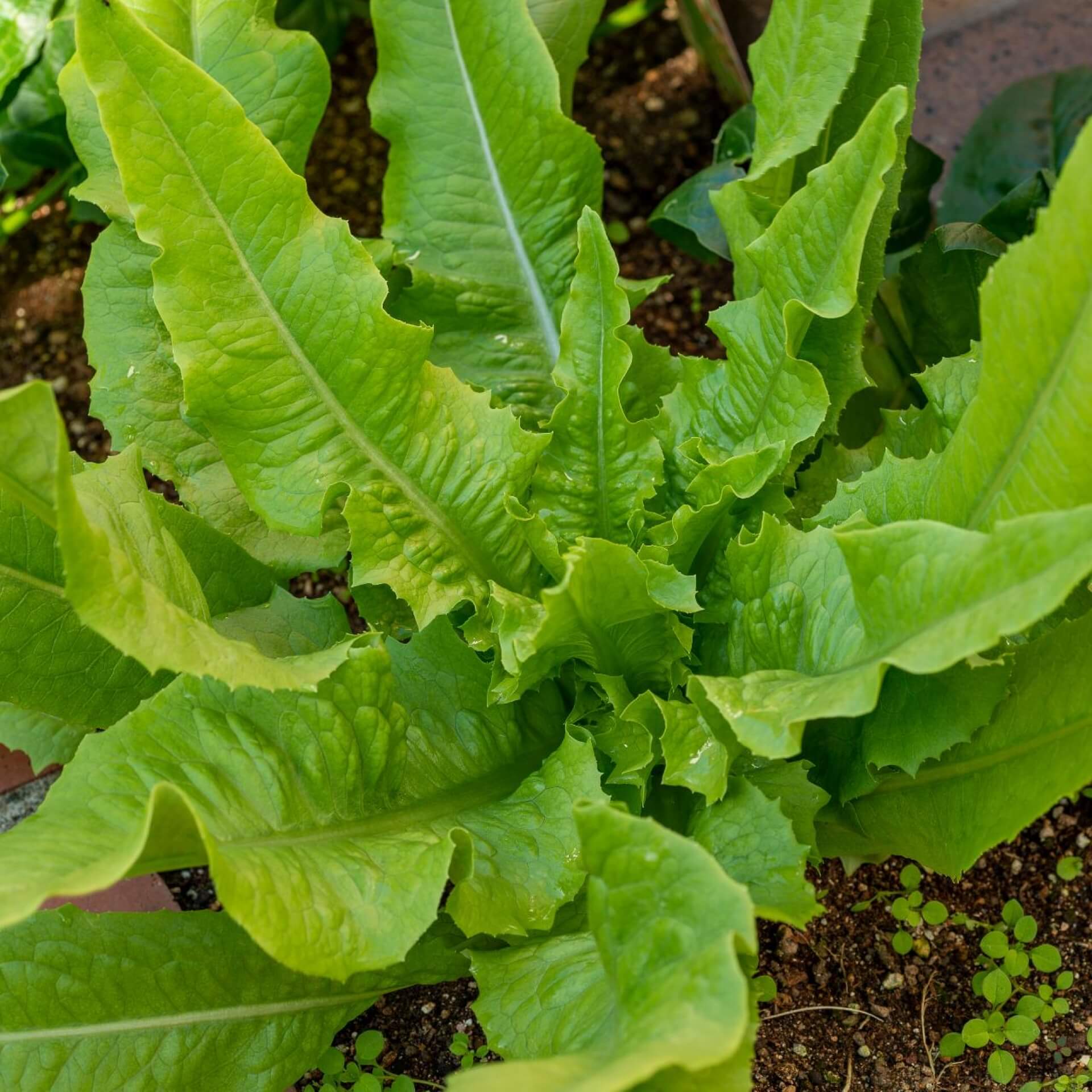 Römersalat (Lactuca sativa var. longifolia)