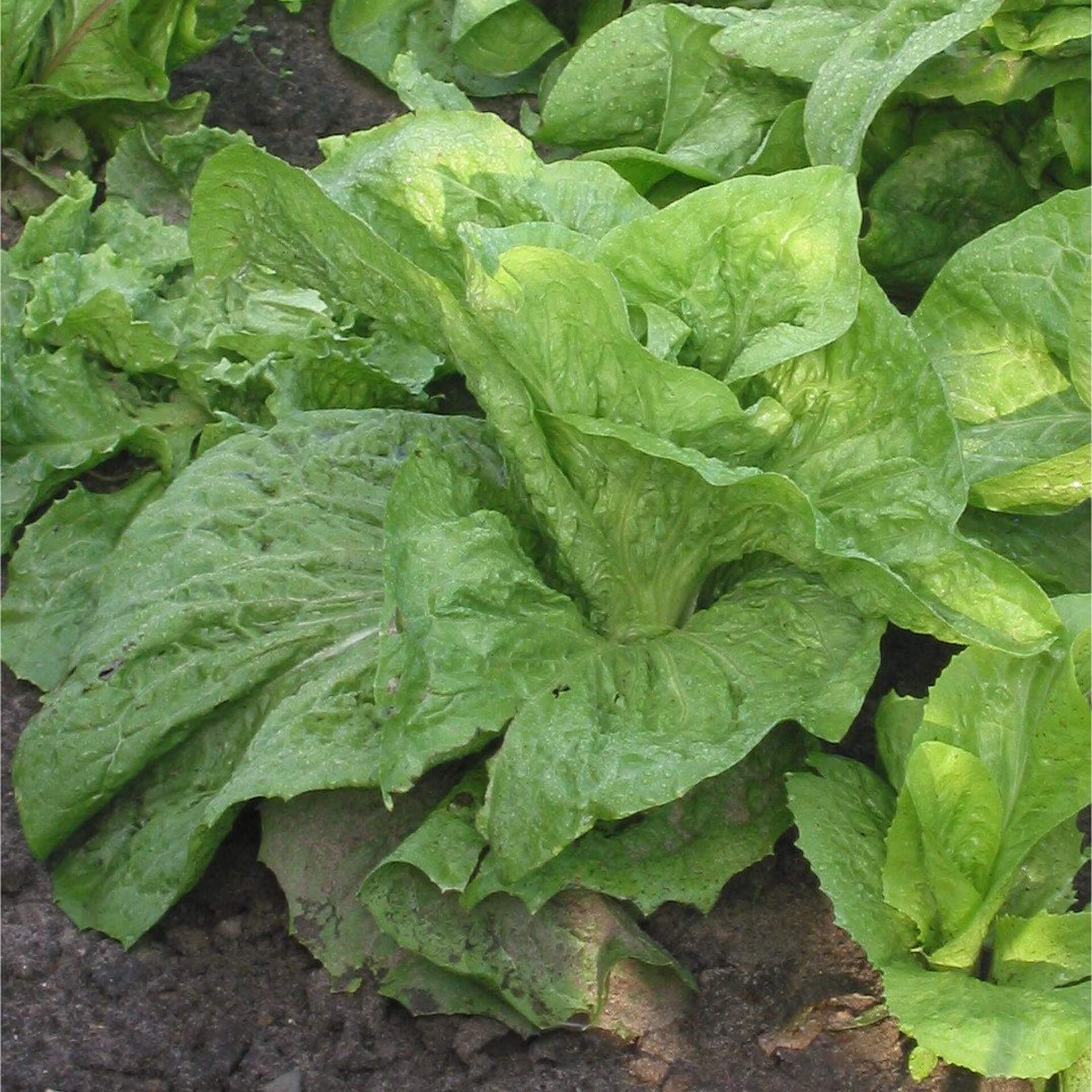 Chicorée (Cichorium intybus var. sativum)