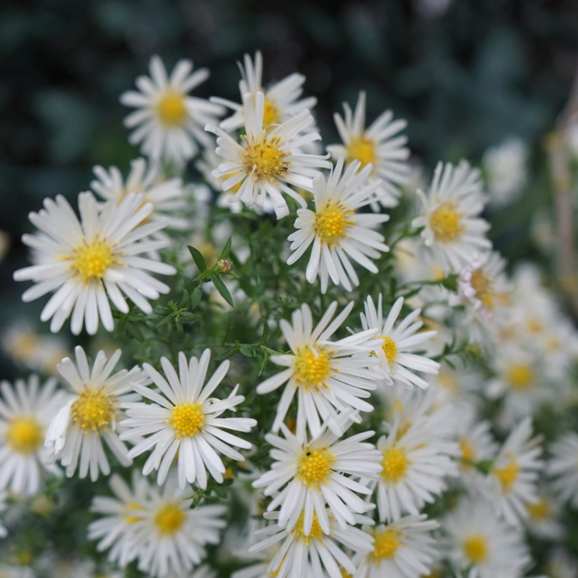 Kissen-Aster 'Schneekissen' (Aster dumosus 'Schneekissen')