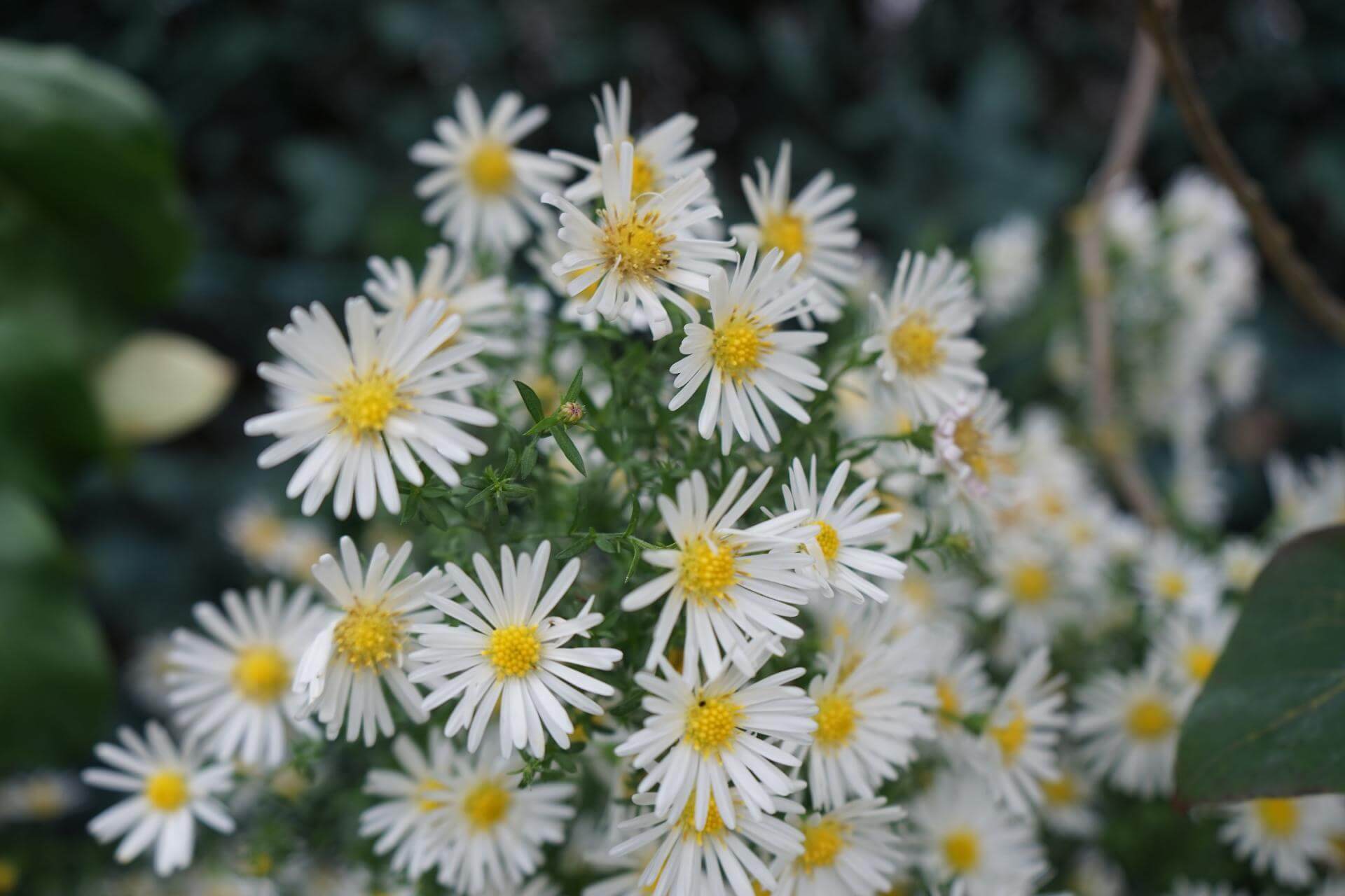 KissenAster 'Schneekissen' / Aster dumosus 'Schneekissen'
