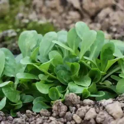 Foto von Feldsalat (Valerianella locusta)