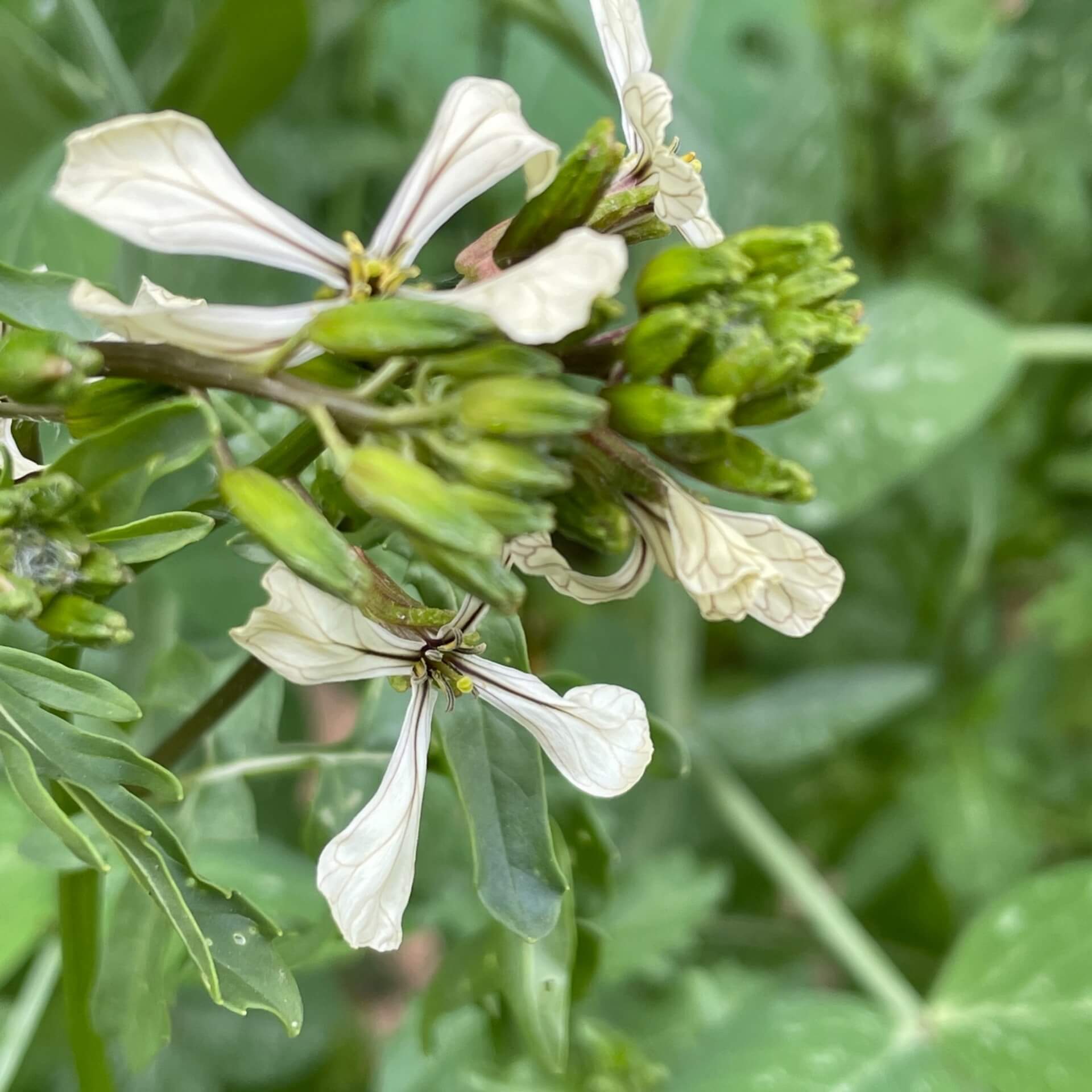 Garten-Senfrauke (Eruca vesicaria subsp. sativa)