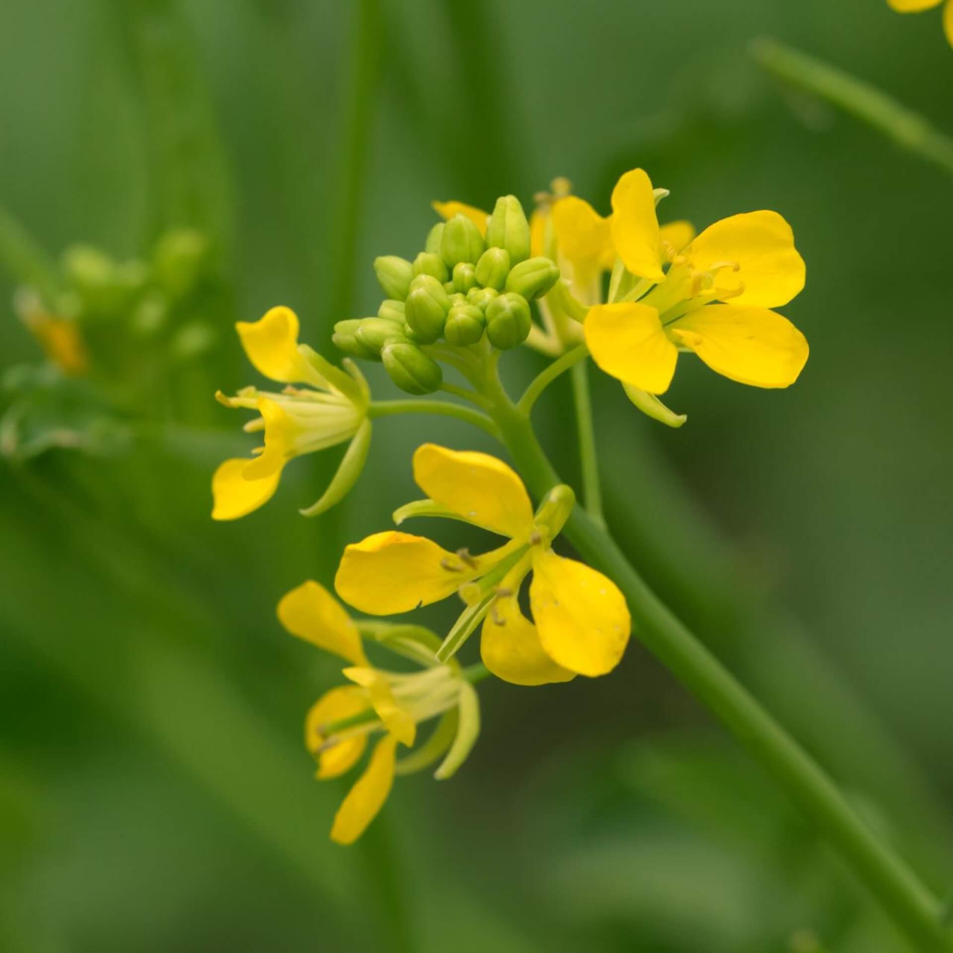 Brauner Senf (Brassica juncea)