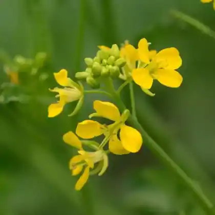 Foto von Brauner Senf (Brassica juncea)