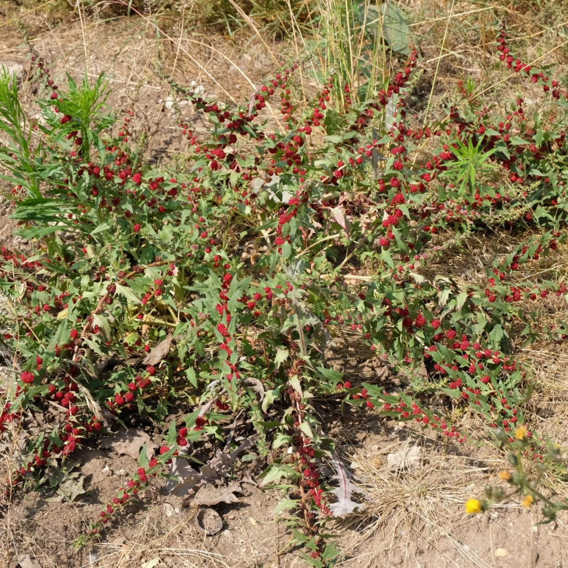 Echter Erdbeerspinat (Chenopodium foliosum)