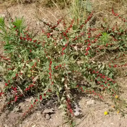 Foto von Echter Erdbeerspinat (Chenopodium foliosum)