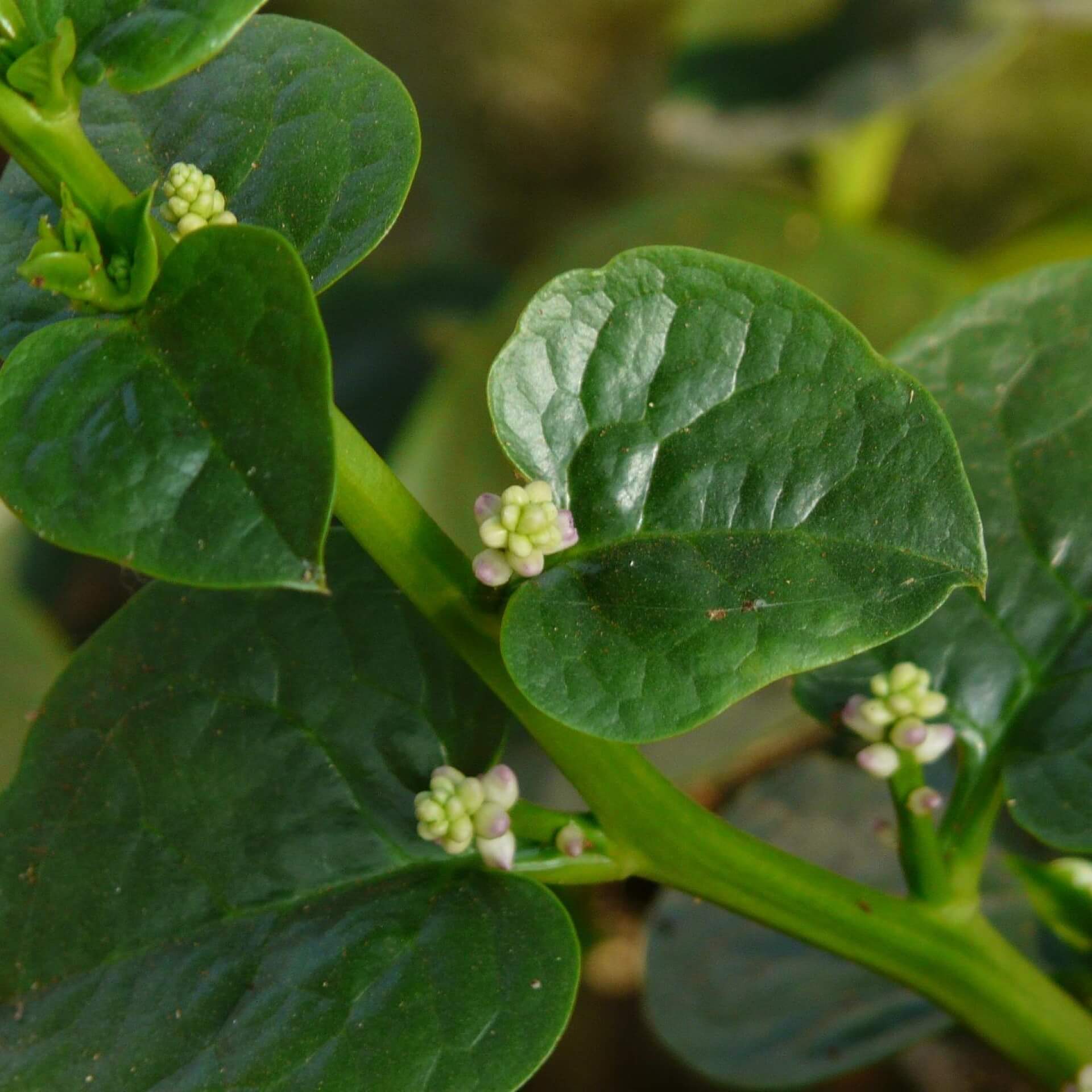 Roter Malabarspinat (Basella alba var. rubra)