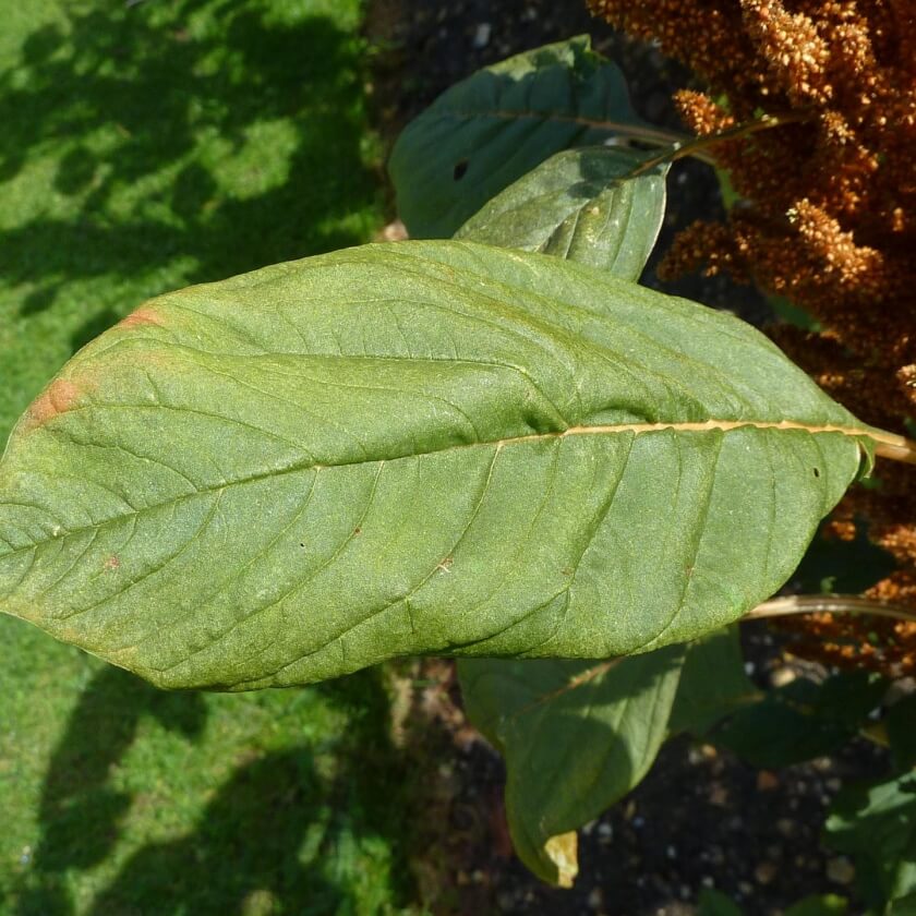 KörnerAmaranth / Amaranthus hypochondriacus
