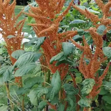 Foto von Körner-Amaranth (Amaranthus hypochondriacus)