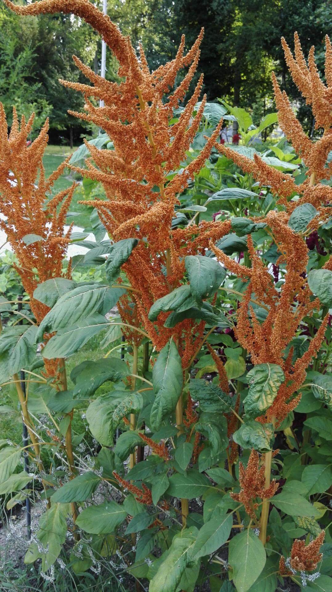 KörnerAmaranth / Amaranthus hypochondriacus