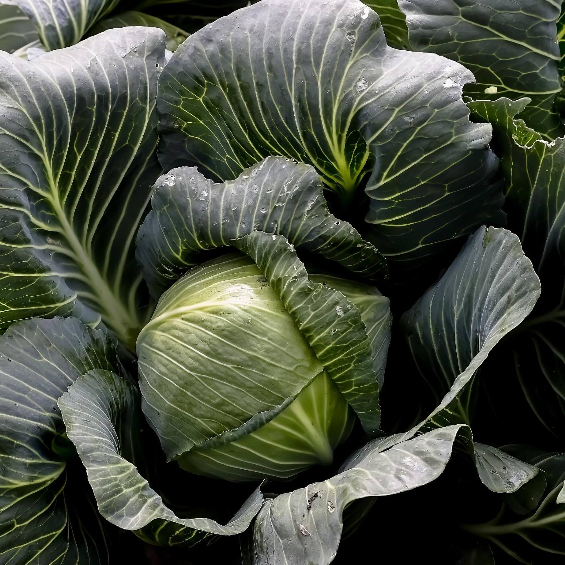 Weißkohl (Brassica oleracea var. capitata f. alba)