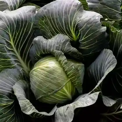 Foto von Weißkohl (Brassica oleracea var. capitata f. alba)
