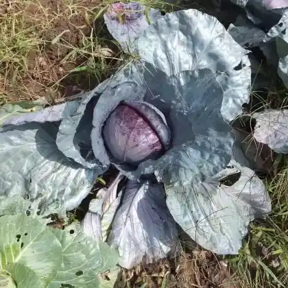 Foto von Rotkohl (Brassica oleracea var. capitata f. rubra)