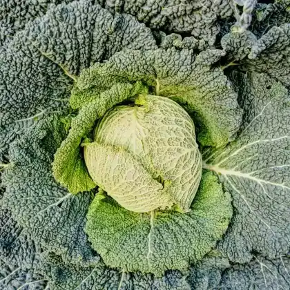 Foto von Wirsing (Brassica oleracea var. capitata var. sabauda)