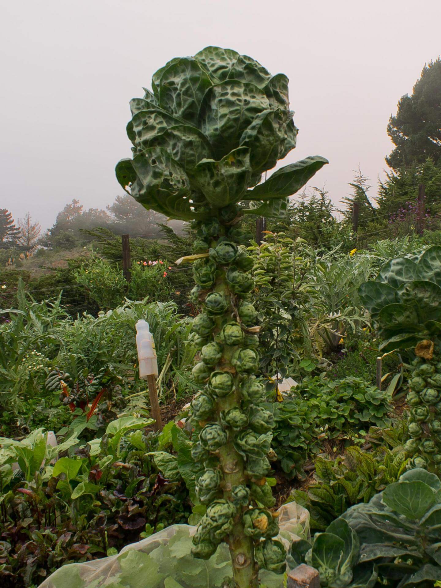 Rosenkohl / Brassica oleracea var. gemmifera