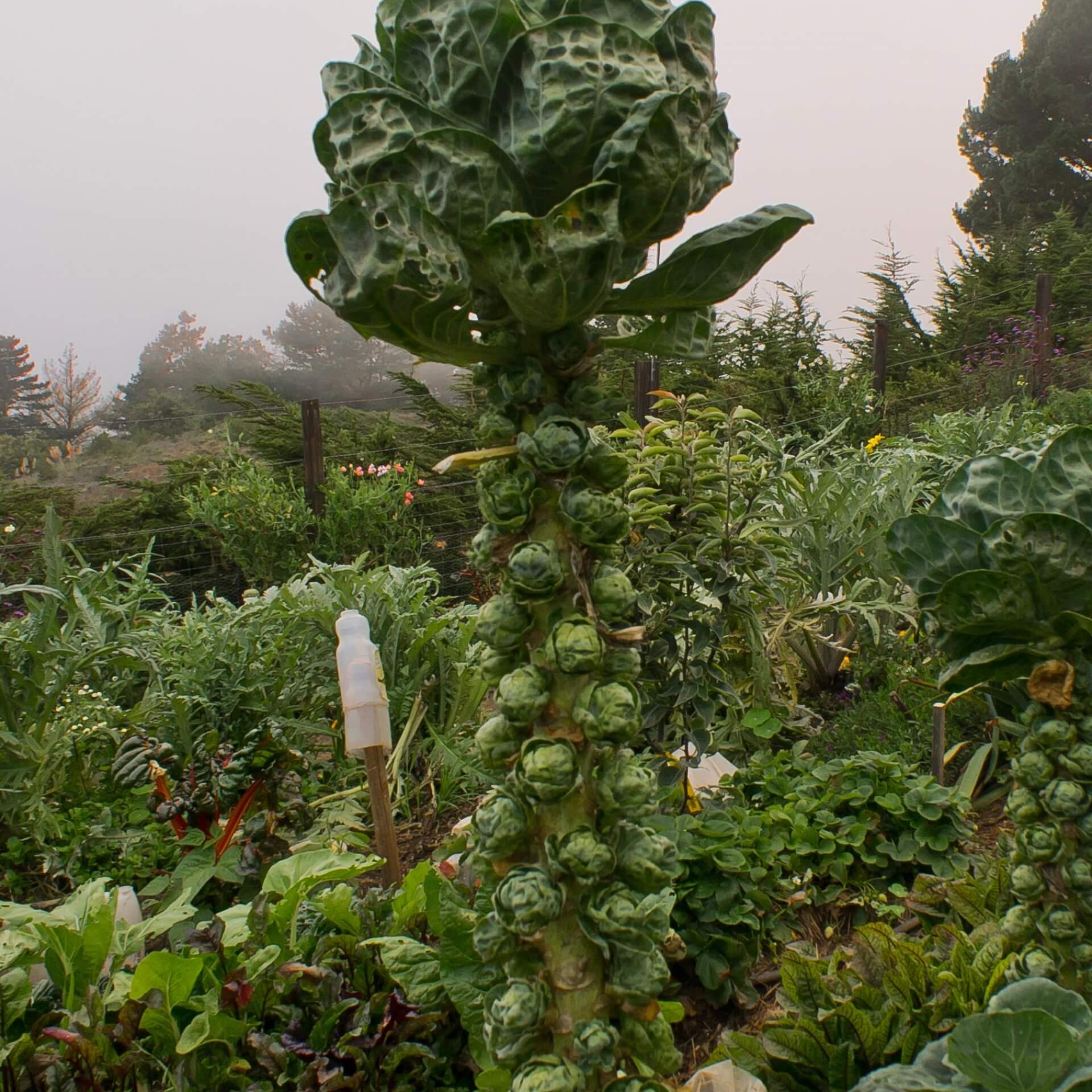 Rosenkohl (Brassica oleracea var. gemmifera)