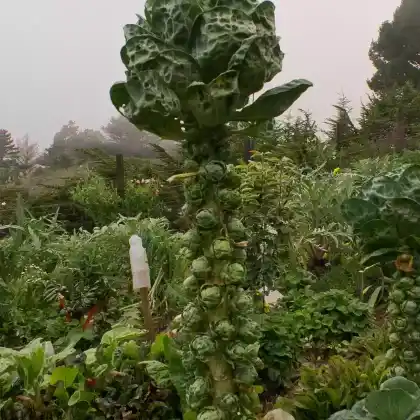 Foto von Rosenkohl (Brassica oleracea var. gemmifera)