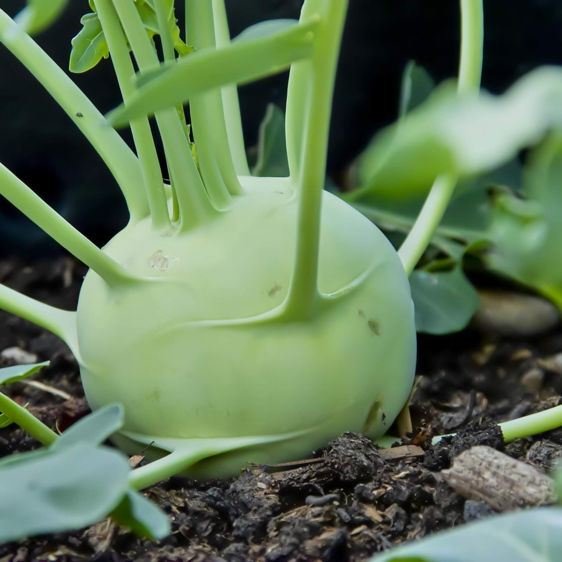 Kohlrabi (Brassica oleracea var. gongylodes)