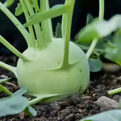 Foto von Kohlrabi (Brassica oleracea var. gongylodes)