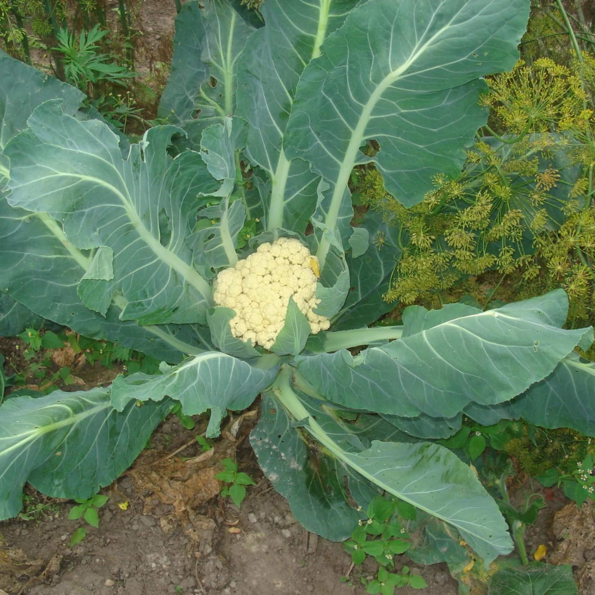 Blumenkohl (Brassica oleracea var. botrytis)