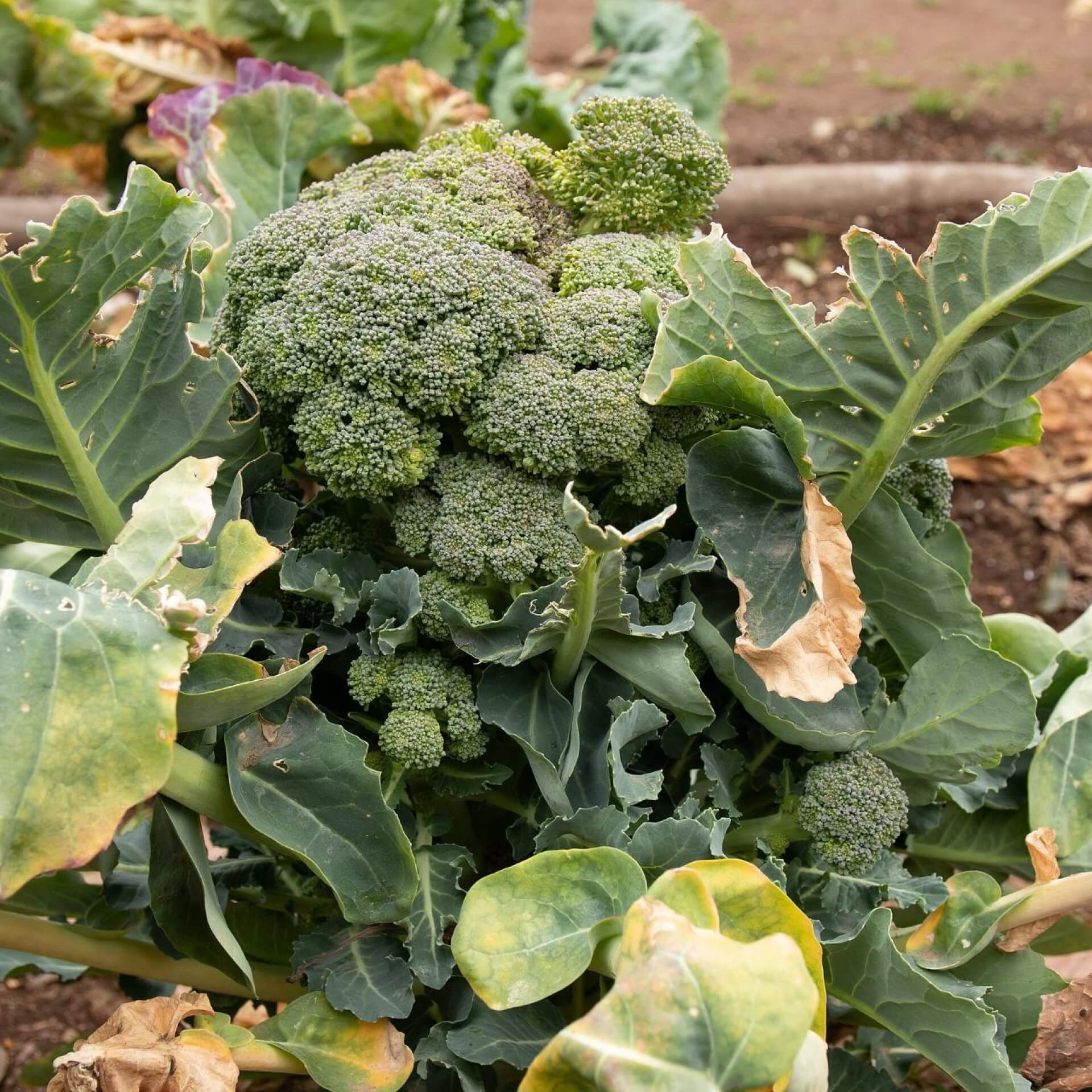 Brokkoli (Brassica oleracea var. italica)