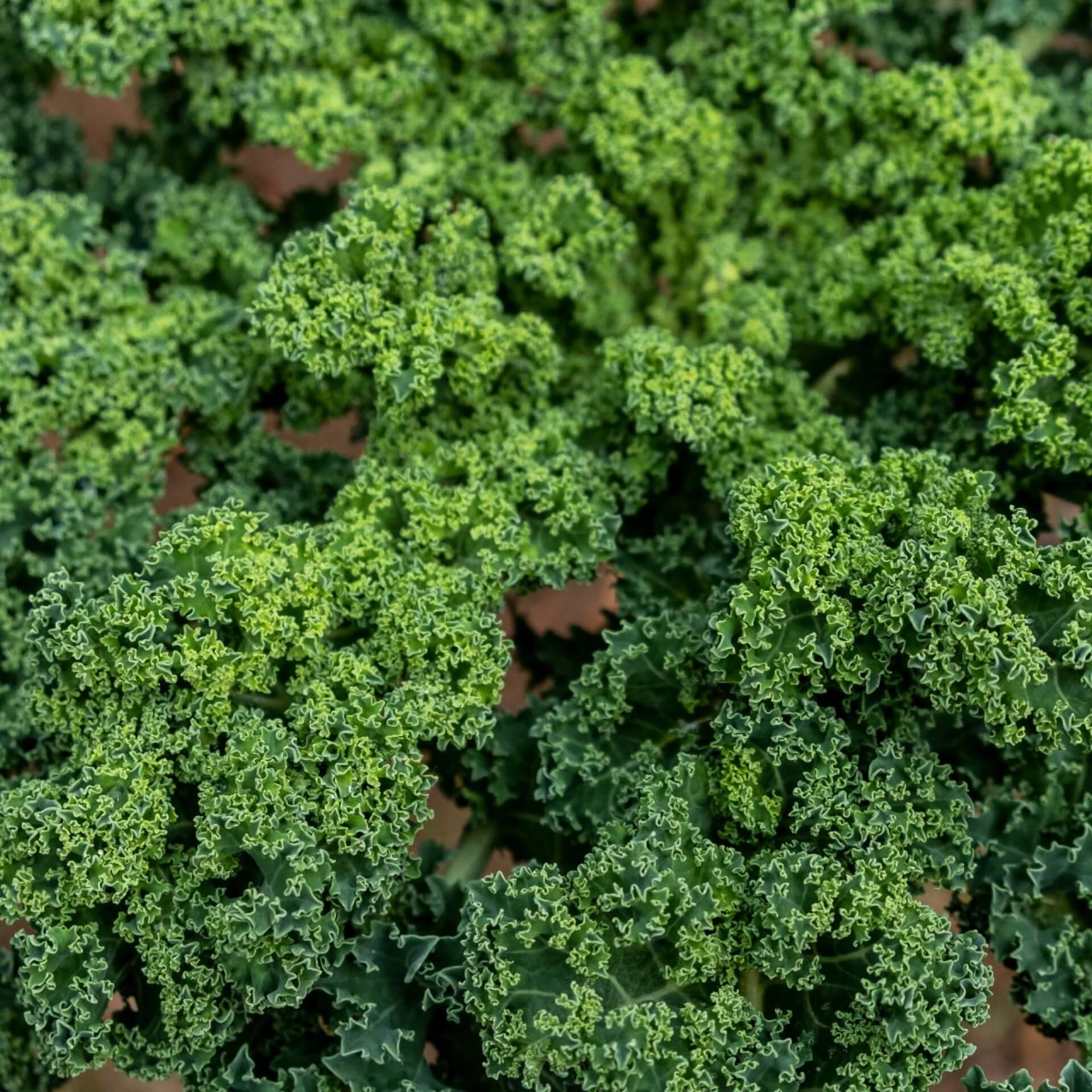 Grünkohl (Brassica oleracea var. sabellica)