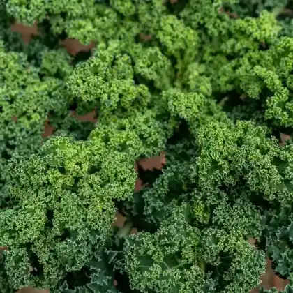 Foto von Grünkohl (Brassica oleracea var. sabellica)