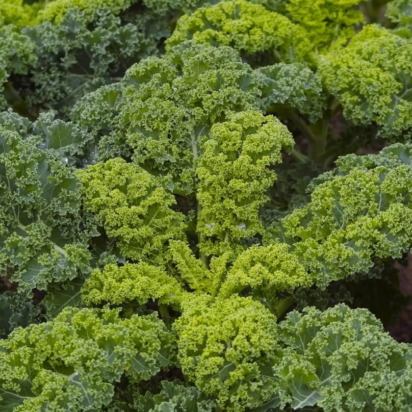 Grünkohl / Brassica oleracea var. sabellica