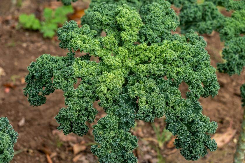 Grünkohl / Brassica oleracea var. sabellica