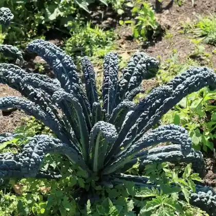 Foto von Palmkohl (Brassica oleracea var. palmifolia)