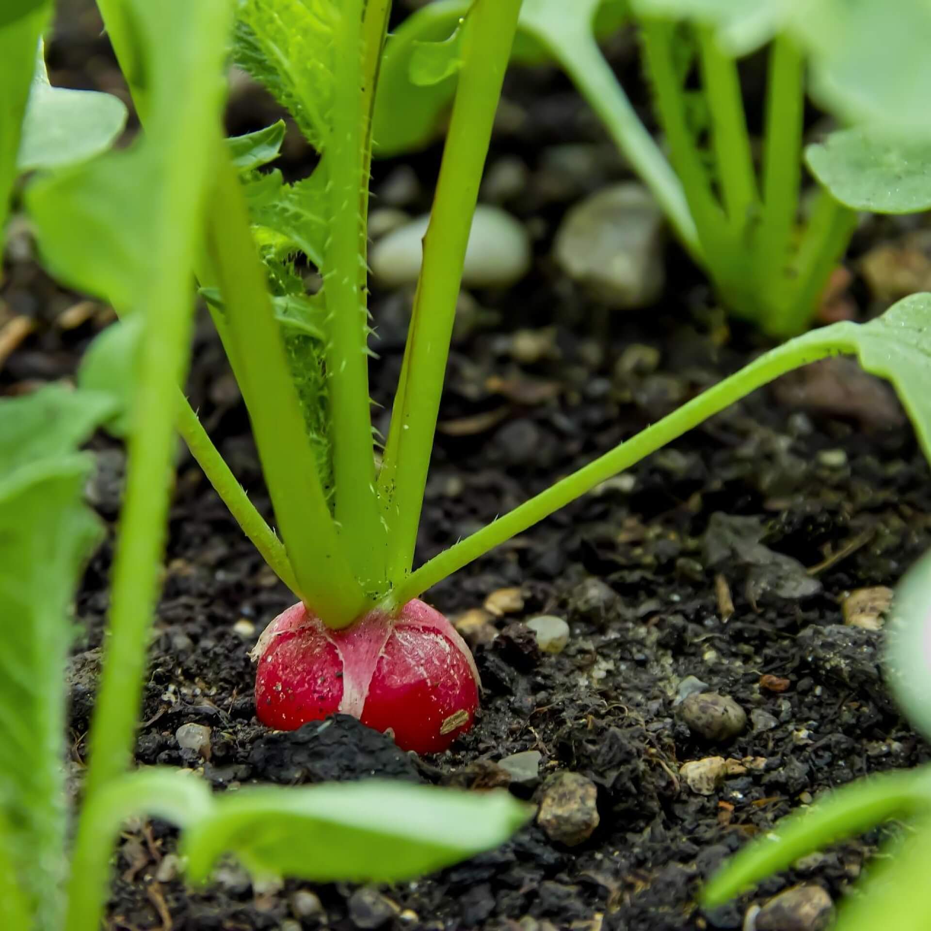 Radieschen / Raphanus sativus var. sativus