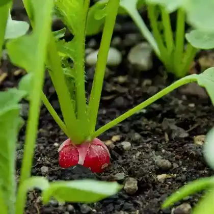 Foto von Radieschen (Raphanus sativus var. sativus)
