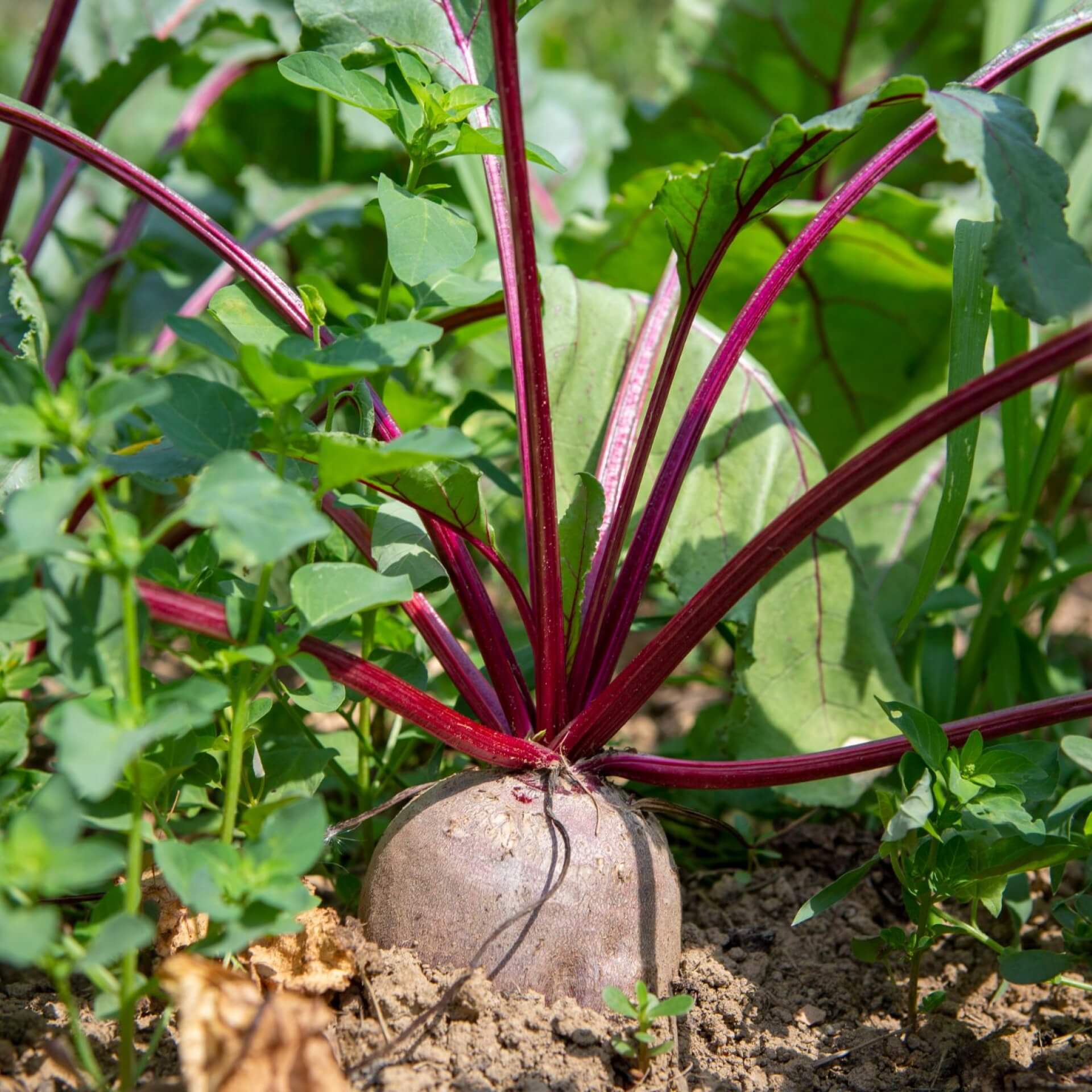 Rote Bete (Beta vulgaris subsp. vulgaris (Rote Bete))