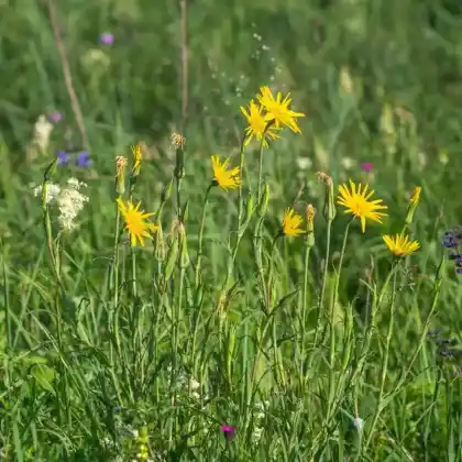 Foto von Garten-Schwarzwurzel (Scorzonera hispanica)