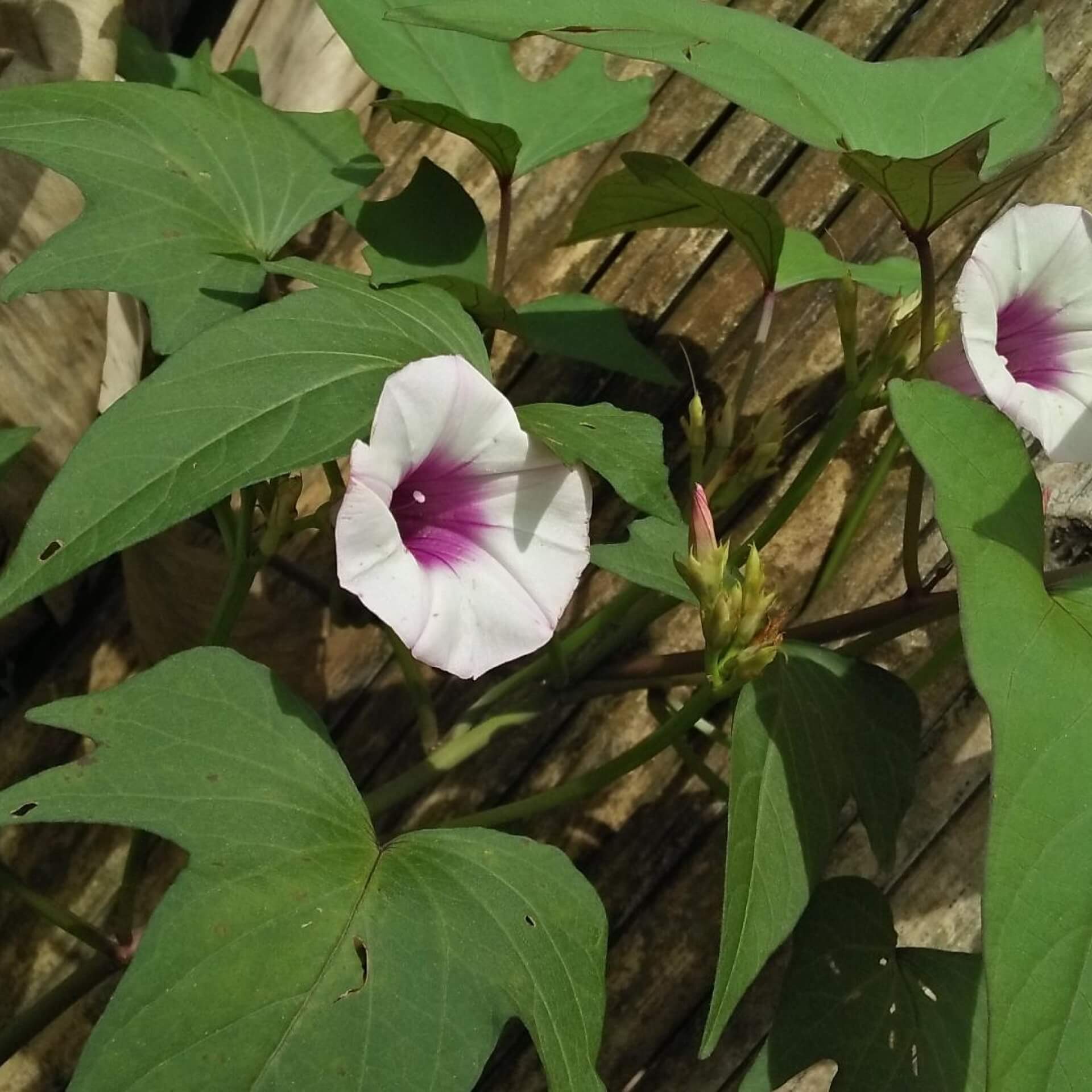 Süßkartoffel (Ipomoea batatas)