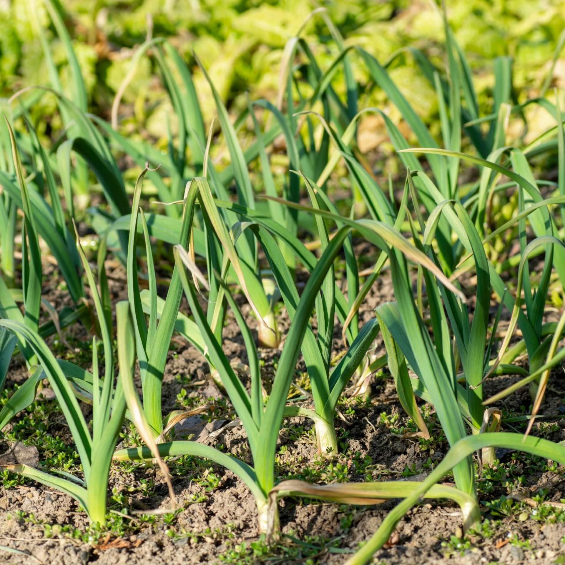 Knoblauch (Allium sativum)