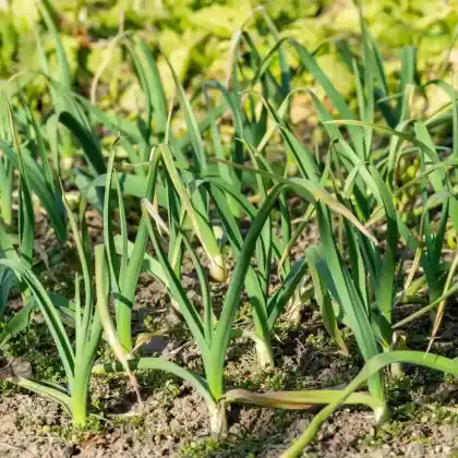 Foto von Knoblauch (Allium sativum)